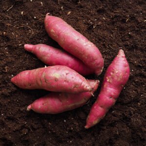 베니하루카 꿀고구마 5kg