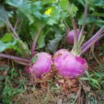 김포문수산 토종유황순무 (10kg,20kg)